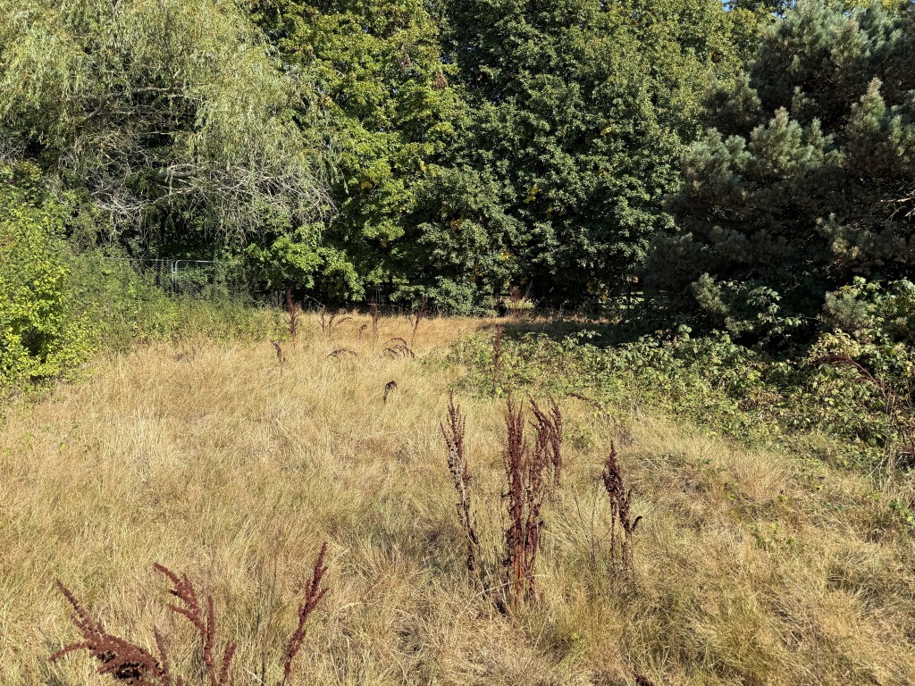 Lot: 17 - BUILDING PLOT IN SOUGHT AFTER EAST SUSSEX VILLAGE - View over grassed area toward trees
